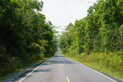 好崖国家公园的森林路
