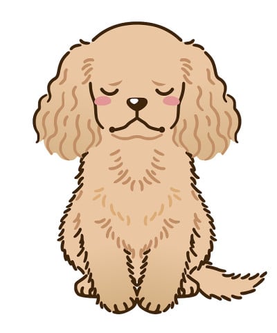 悲伤的美国可卡犬(红色)