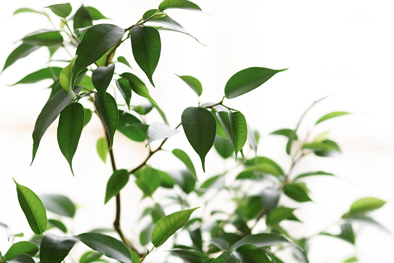 家种植物本杰明榕在白色背景上近距离，选择性聚焦。绿叶背景。海报