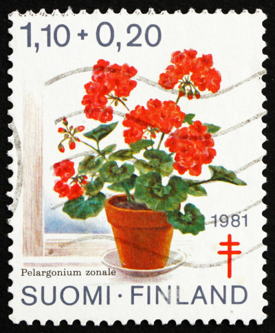 邮票芬兰1981年天竺葵，天竺葵