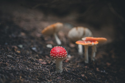 在森林中飞木耳蘑菇