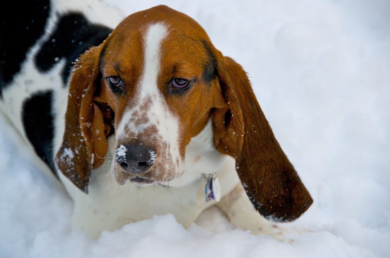 雪地里的短腿猎犬