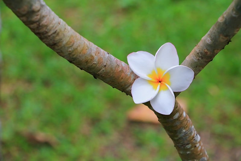 鸡蛋花花白花上树(俗称鸡蛋花科、鸡蛋花、槐树、寺树)