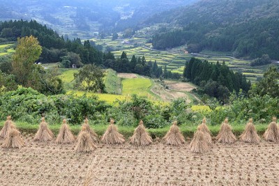 稻草，看吉信梯田，硕果累累的秋天(高知县元山镇)