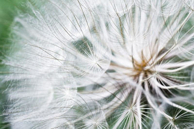 这就是我的企图Dandelion