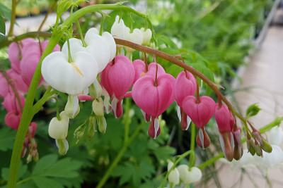 滴血之心，滴血，spectabilis