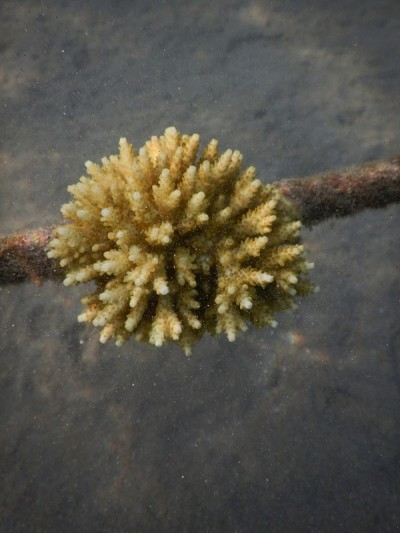 珊瑚海绵