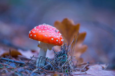 特写红色蝇木耳蘑菇在森林，美丽的户外背景