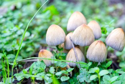 云母Coprinellus micaceus云母coprinusmicaceus，俗称闪墨帽，野生蘑