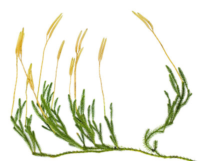 石松属植物(石松属植物clavatum)