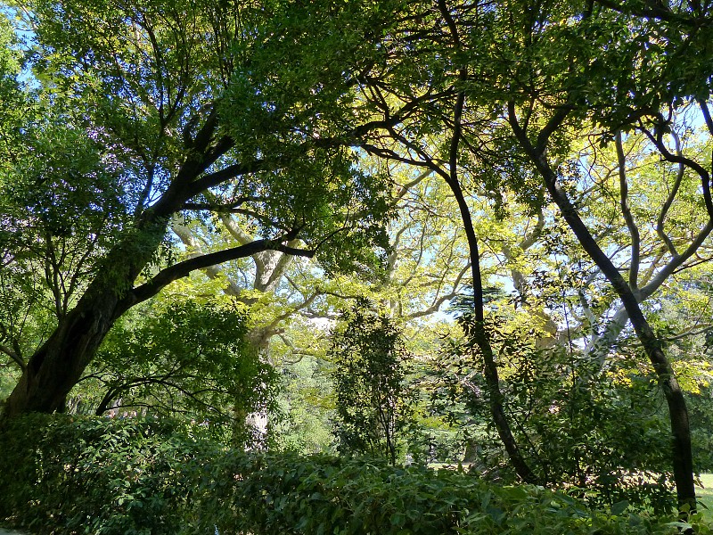 透过松树，你可以看到山顶。大型针叶树普遍有柏树，意大利和克里米亚松，黎巴嫩和阿特拉斯雪松，西班牙冷杉