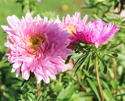 明亮的秋花。