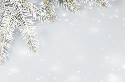 雪白的云杉枝，雪花落在夜空