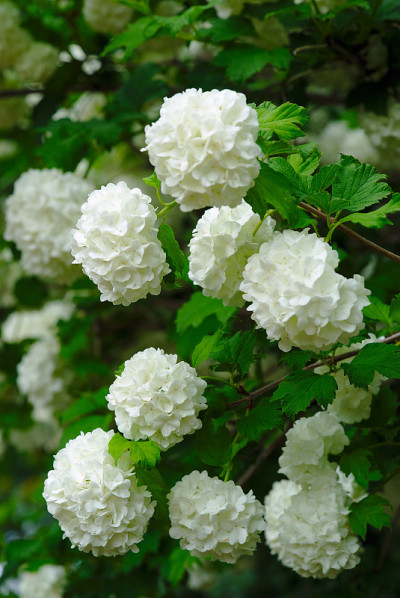 白花球的Viorme Obier