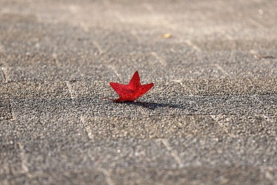 法国梧桐的树