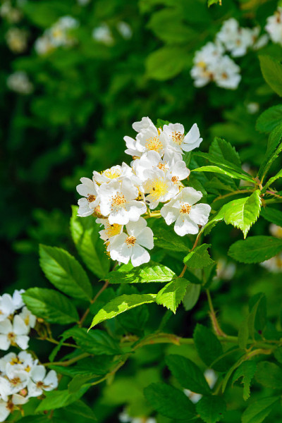 野生苹果花