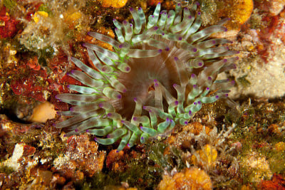 肥海葵，厚触须海葵，海嘴海葵，海鳞海葵