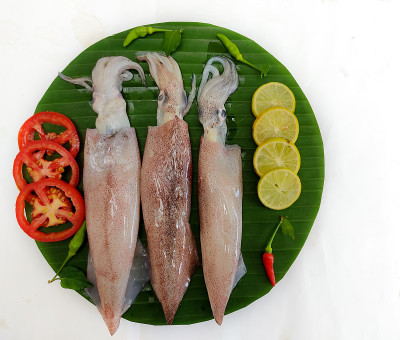 新鲜生Loligo鱿鱼(Loligo Duvauceli)用咖喱叶、番茄、柠檬片和香草装饰在白色背景