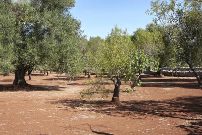 油橄榄(Olea europaea)是夏季的树种