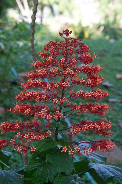 花园的花