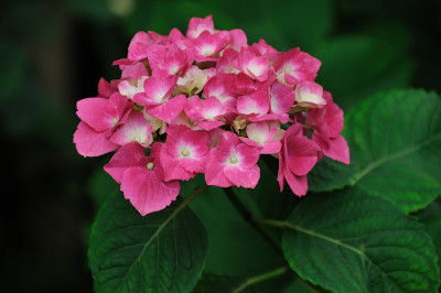 绣球花