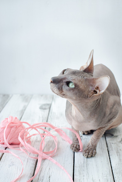 可爱的猫斯芬克斯