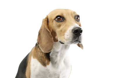 可爱的小猎犬的肖像