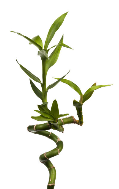 竹子