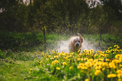 金毛猎犬在蒲公英中瑟瑟发抖