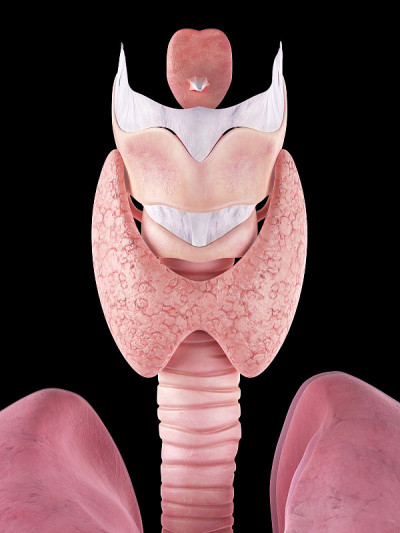 甲状腺