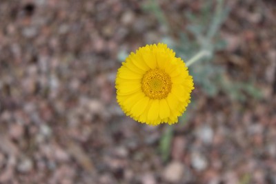 黄色的花