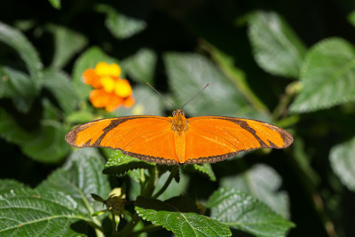 美丽的Julia Heliconian (Dryas iulia)蝴蝶孤立在自然界