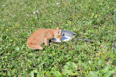 小猫喝碗里的牛奶