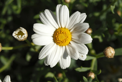 小雏菊花瓣