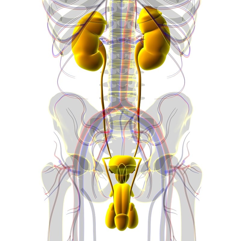 用于医学概念3D渲染的男性生殖系统解剖学