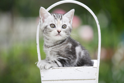 猫