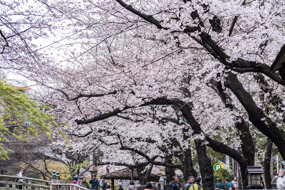 旭山公园里盛开的樱花