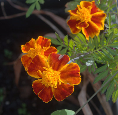 我的花