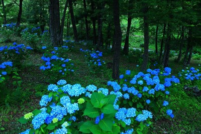 绣球花盛开在青森