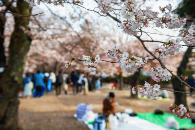 春天在樱花树下野餐或花见