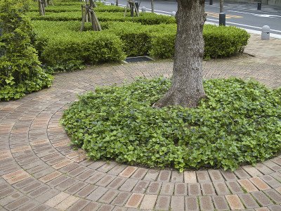 公众休憩用地种植