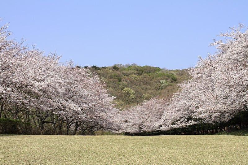 日本静冈县东伊豆稻雀高地的一排樱花树