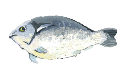 鱼鱼，水粉画