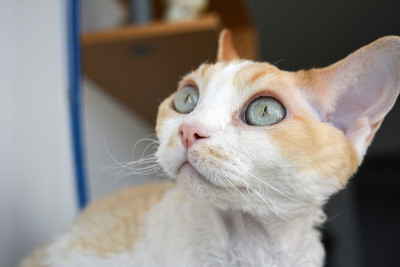 德文雷克斯猫