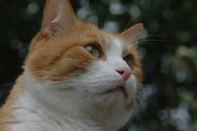 一只红猫的肖像