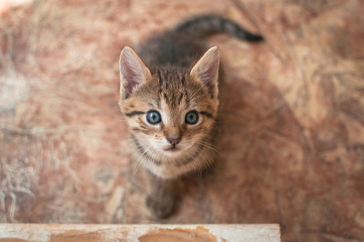 小猫
