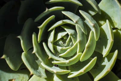 肉质植物系列2