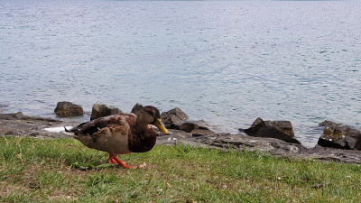 鸭子沿着岩石海岸在草坪上散步。