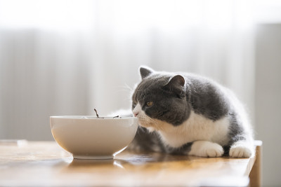 可爱的英国短毛猫，室内拍摄