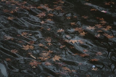 河水和一束枯叶
